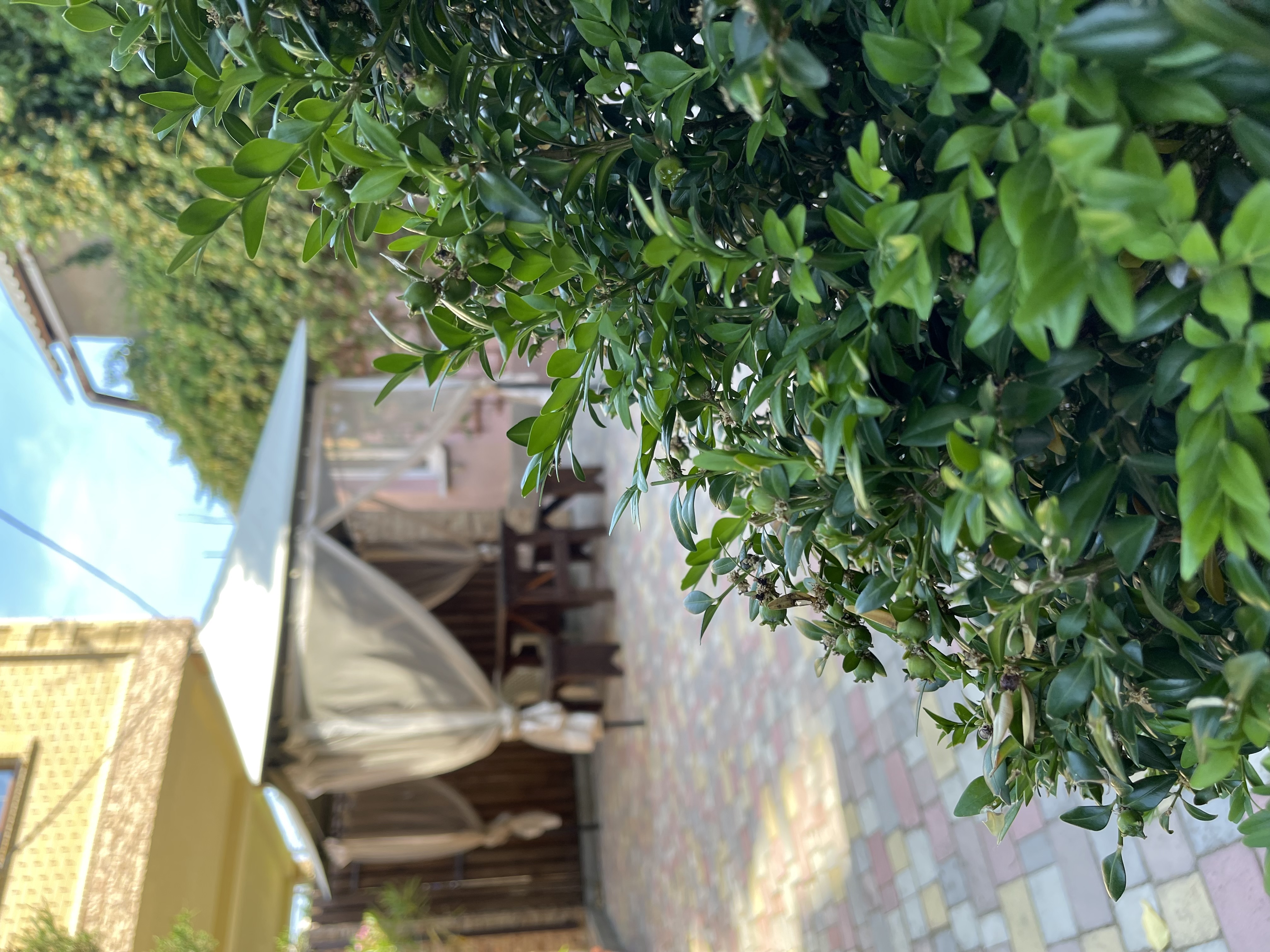 Фото Солнце Тургенева