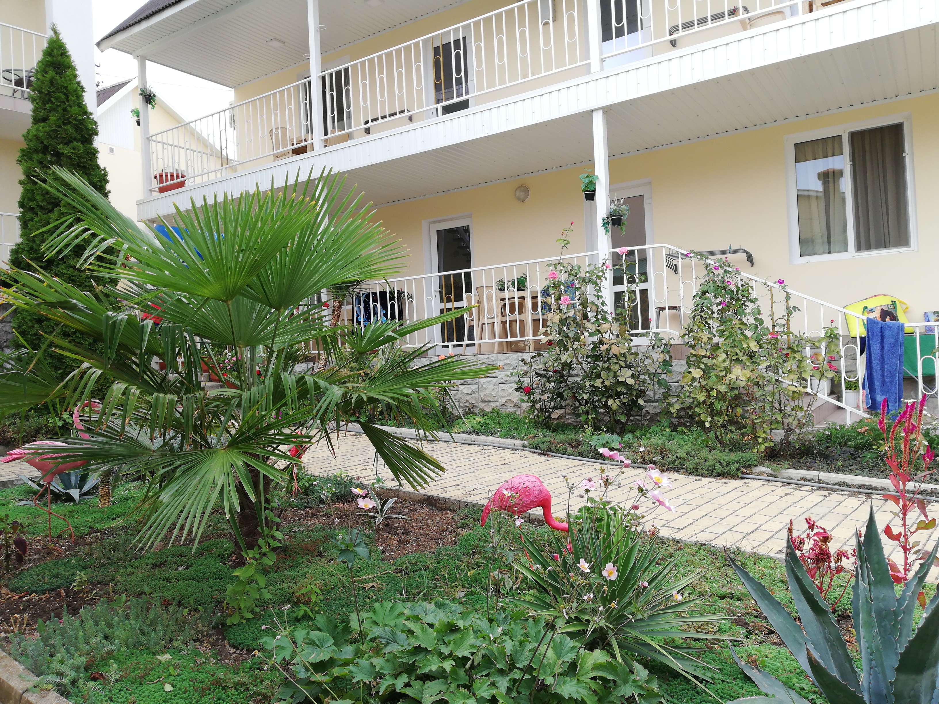 Фото Фламинго