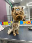 Groom (Mramorskaya Street, 4/2), pet salon