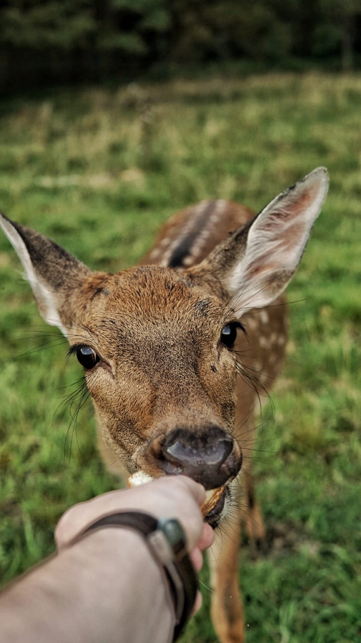 Фото Арт-Усадьба Веретьево