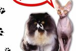 Tri khvosta (Lenina Avenue, 70), pet salon
