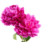 Fmi Farms Flower Wholesale (United States, Doral, 1301 Northwest 84th Avenue, Suite #115), flowers and bouquets delivery