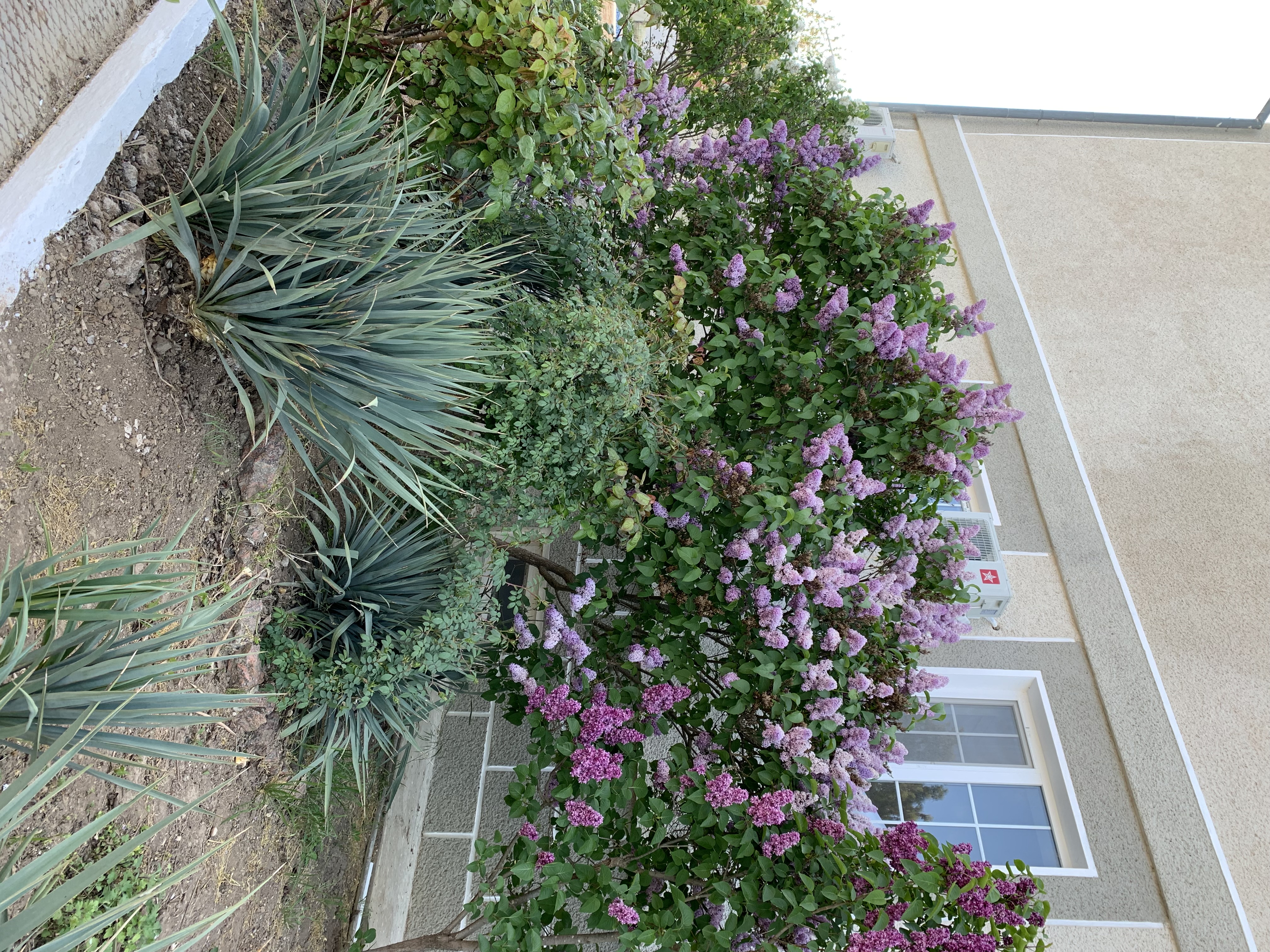 Фото Купава