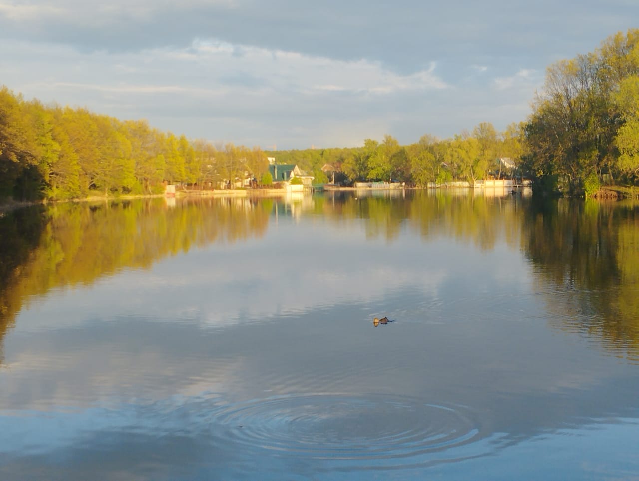 Фото Шифалы