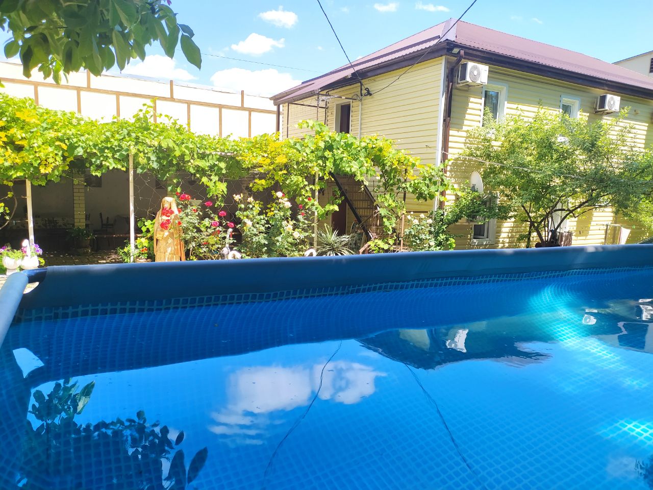 Фото Черноморская лоза