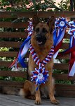 К-9 (ulitsa Lenina, 180Ак4), canine service