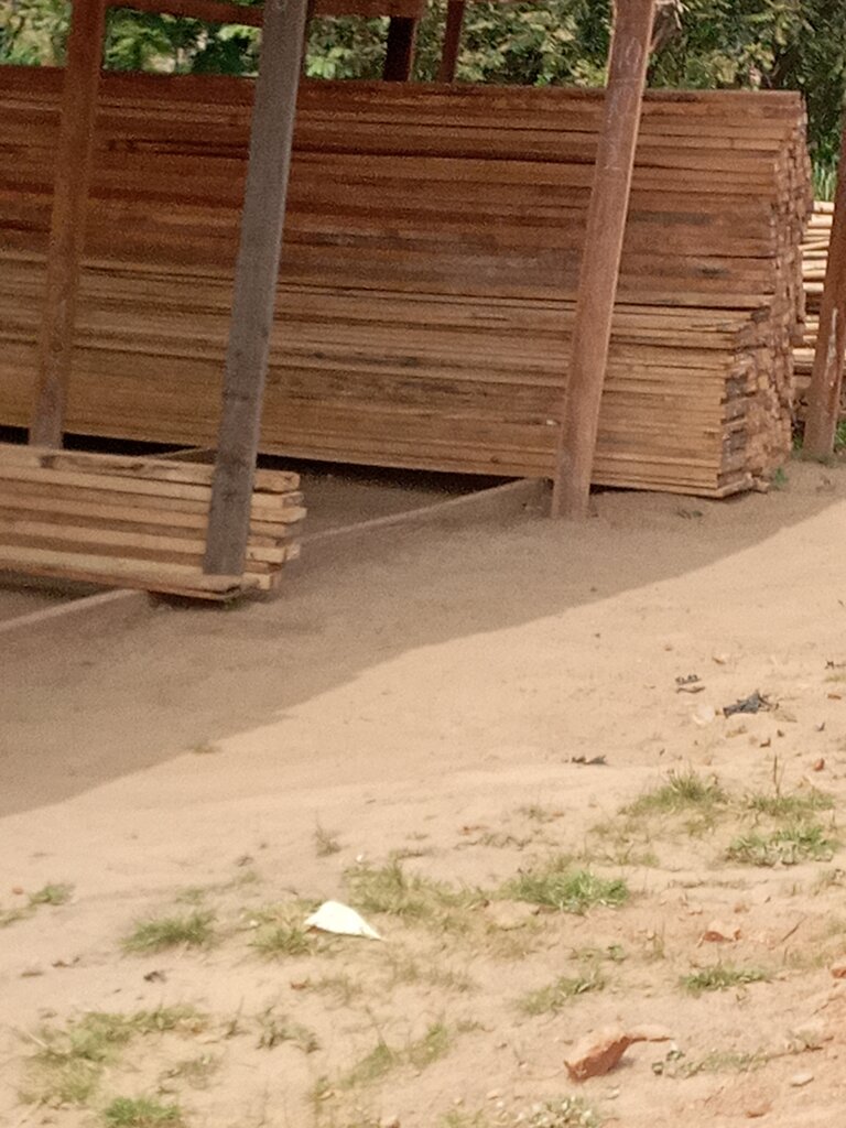 Logging, timber sales Cemetry timber sales, Earth, photo