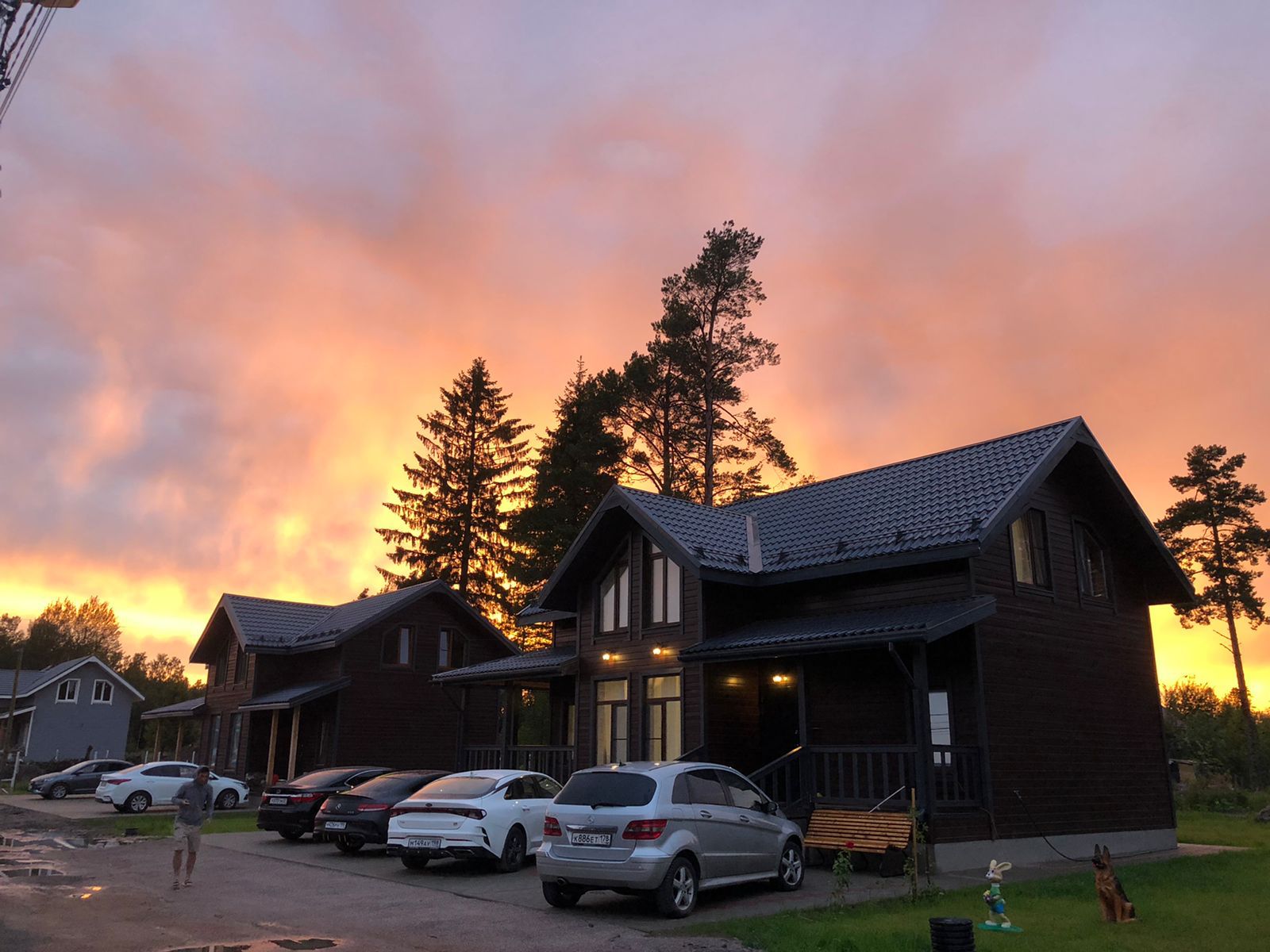 Фото Лесная Сова