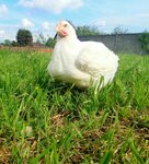Ermolino (Yermolino Village, 1), egg and poultry meat