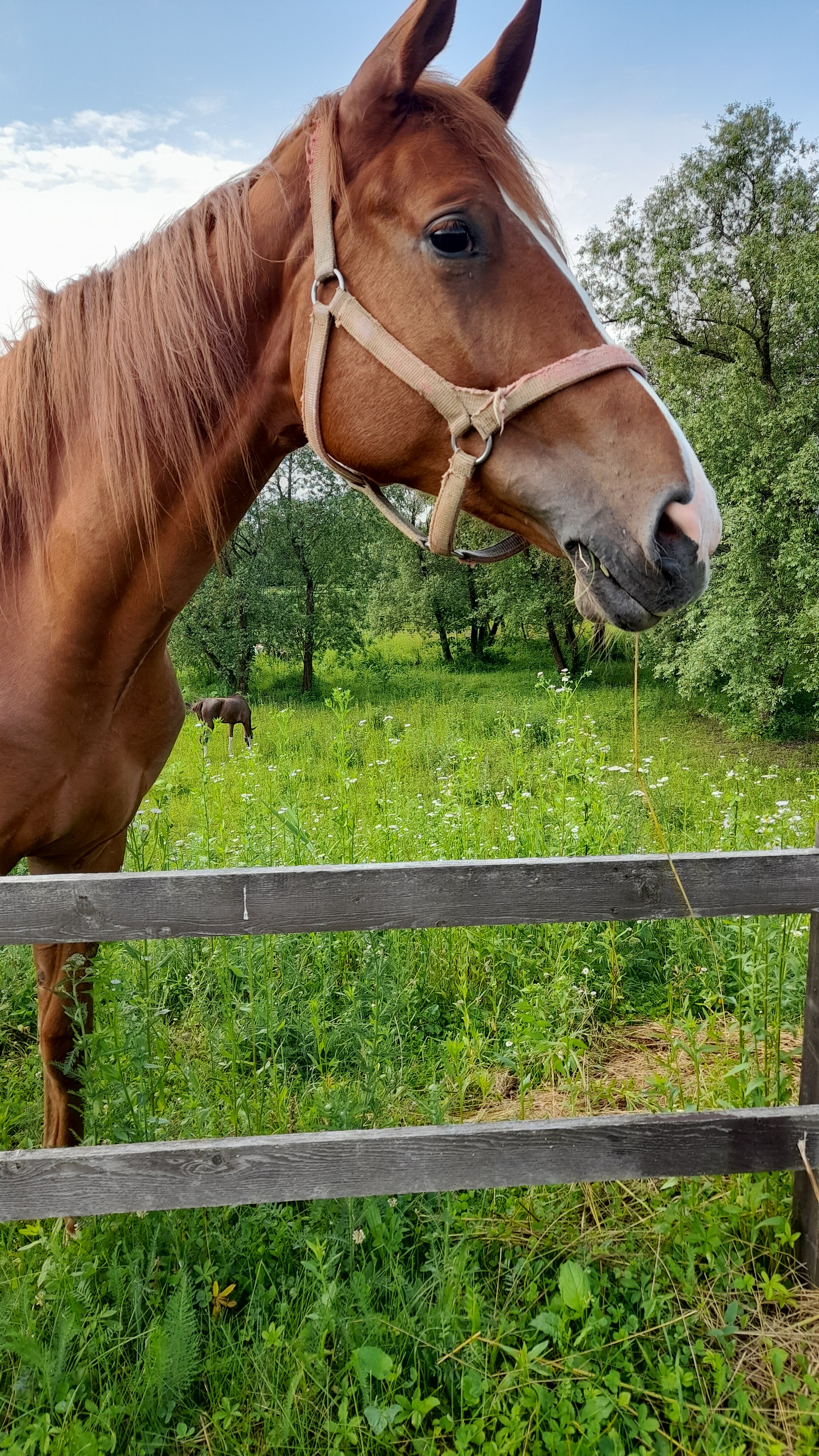 Фото Березки