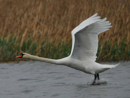 Фото Митричево