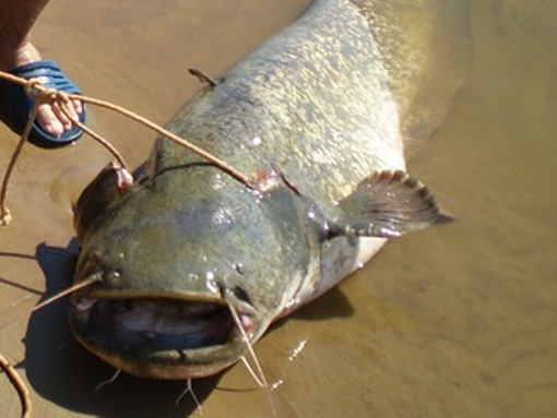 Фото Митричево