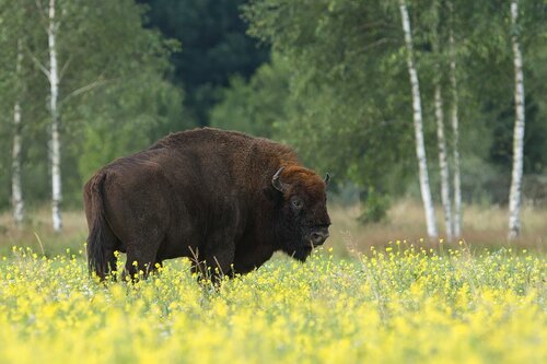 Внешний вид отеля Агроусадьба Мечта в Беловежской пуще в Каменюкском сельском Совете, фото 3