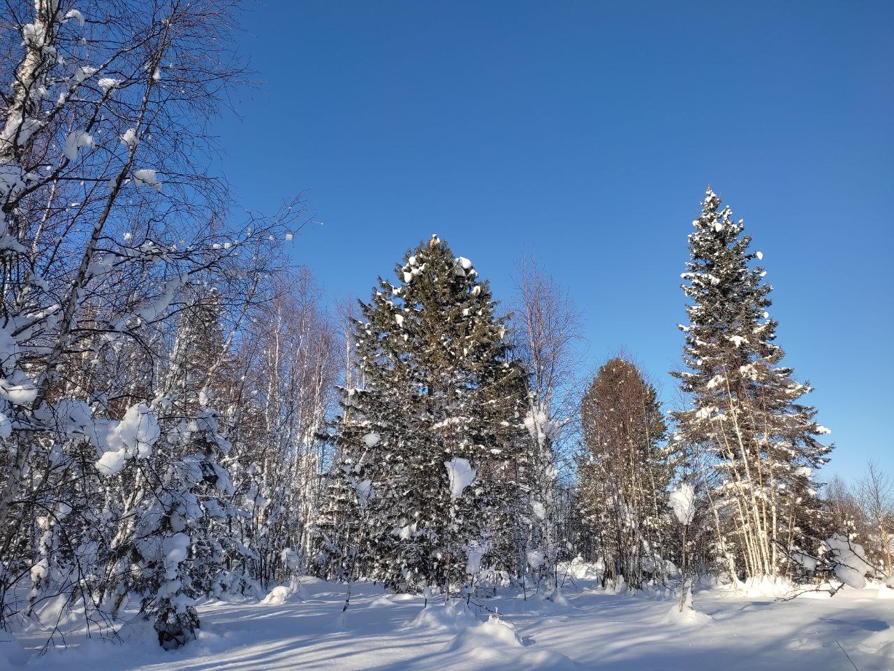 Фото Бурундуки
