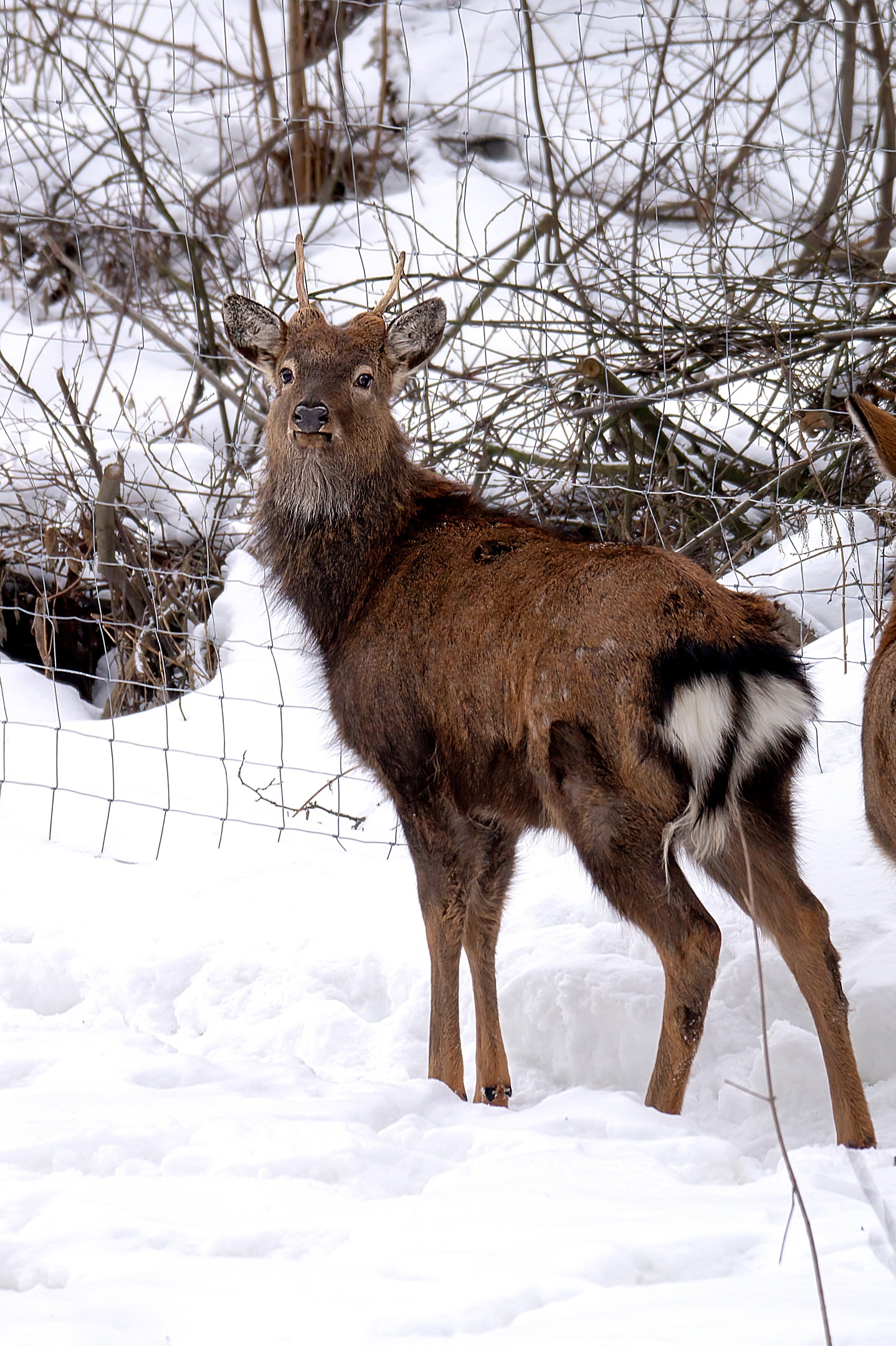 Фото Дикое подворье
