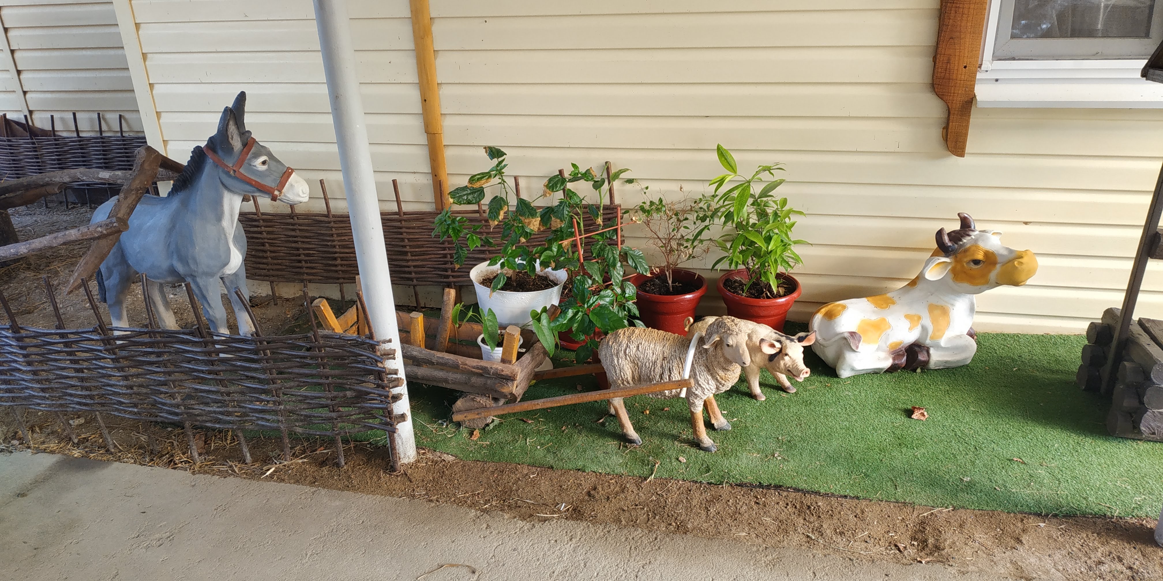 Фото Курени