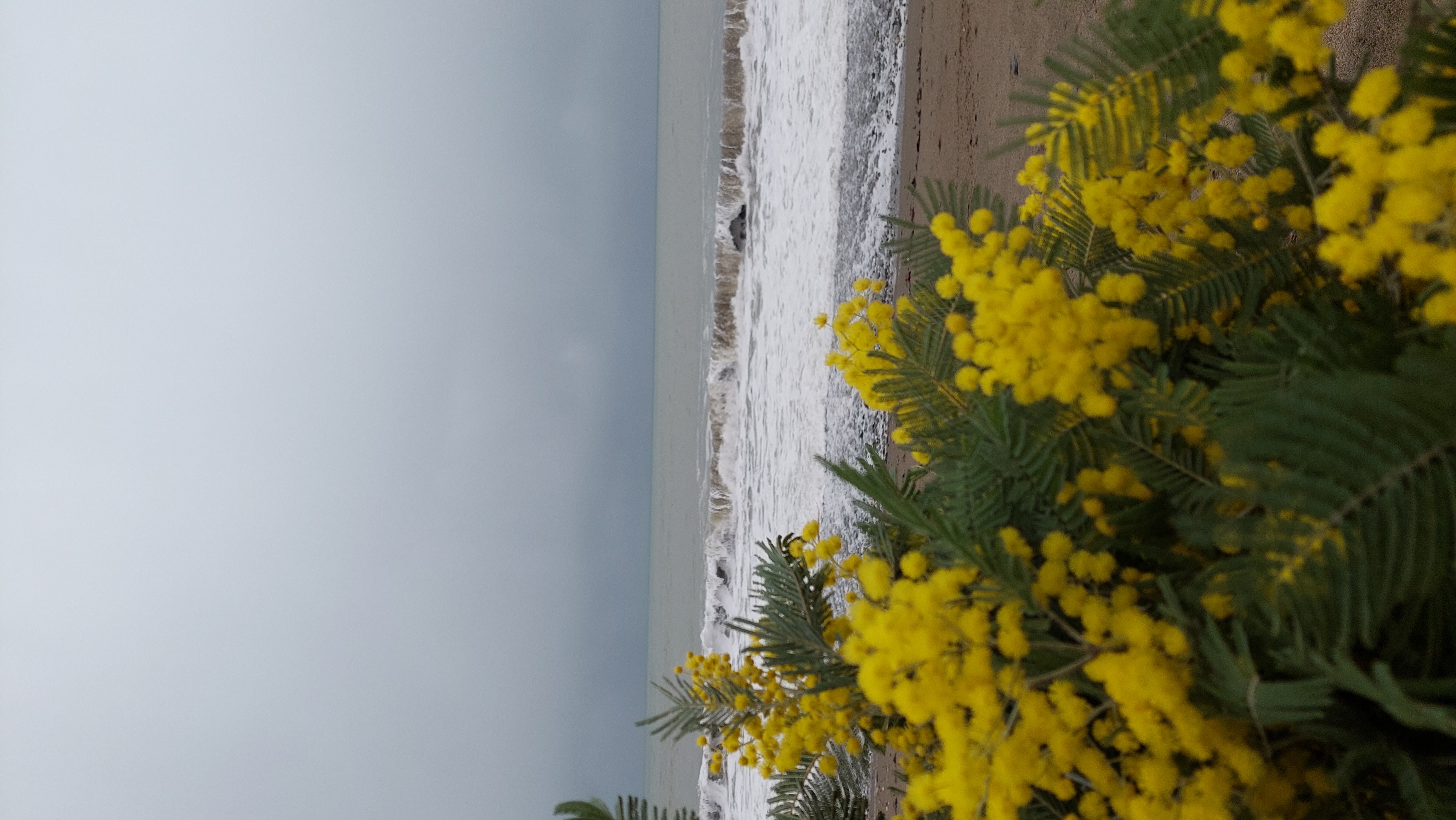 Фото Сухум Сити Мини Хотел