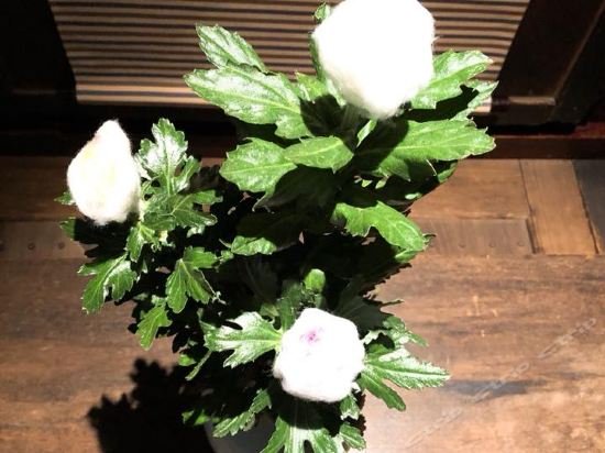 Фото Yuzuya Ryokan