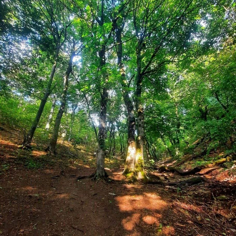 Фото Лесной уголок