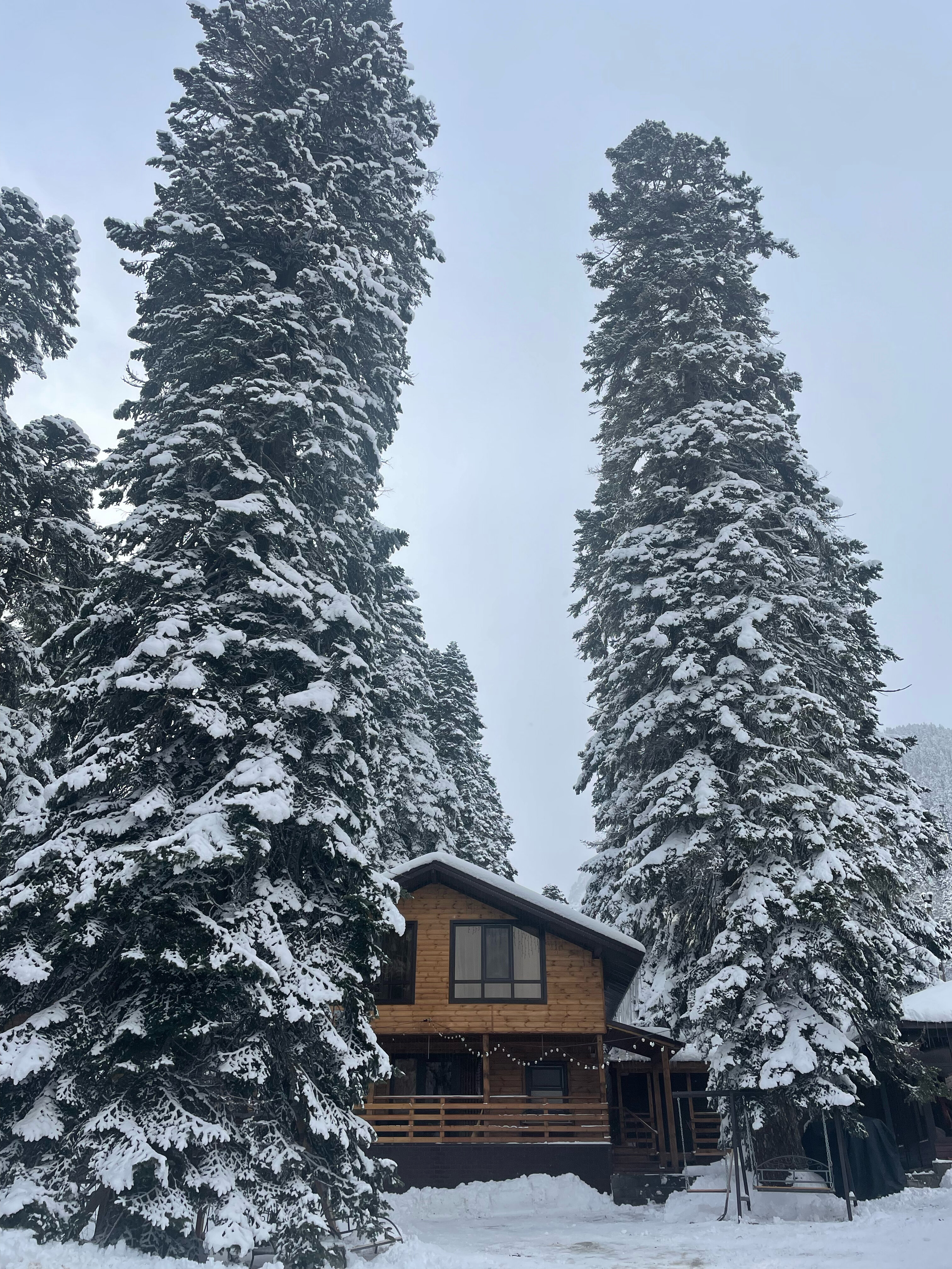 Фото Горная Лаванда