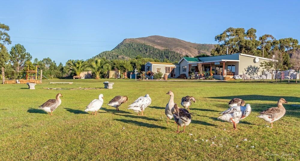 Фото Groeneweide
