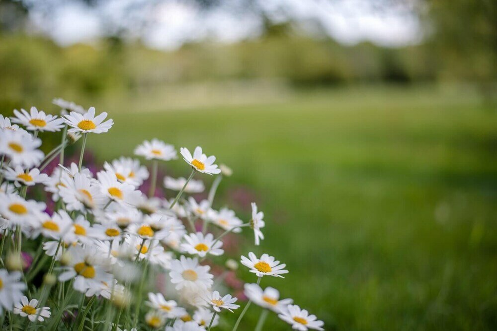 Фото Magnolia, Kingfishers