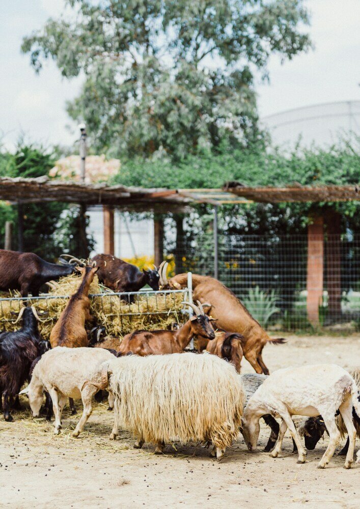 Фото Blerina's Village Project