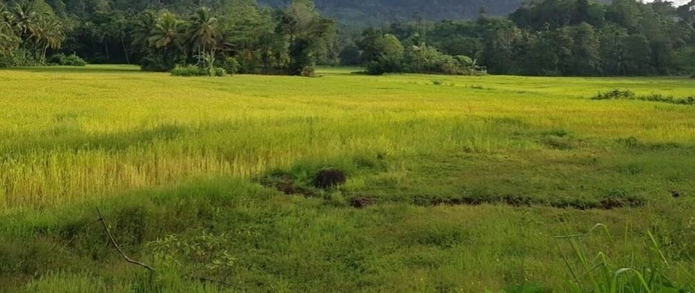 Фото Traveller's Choice Sinharaja