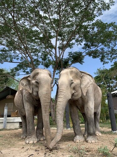 Elephant View Camp