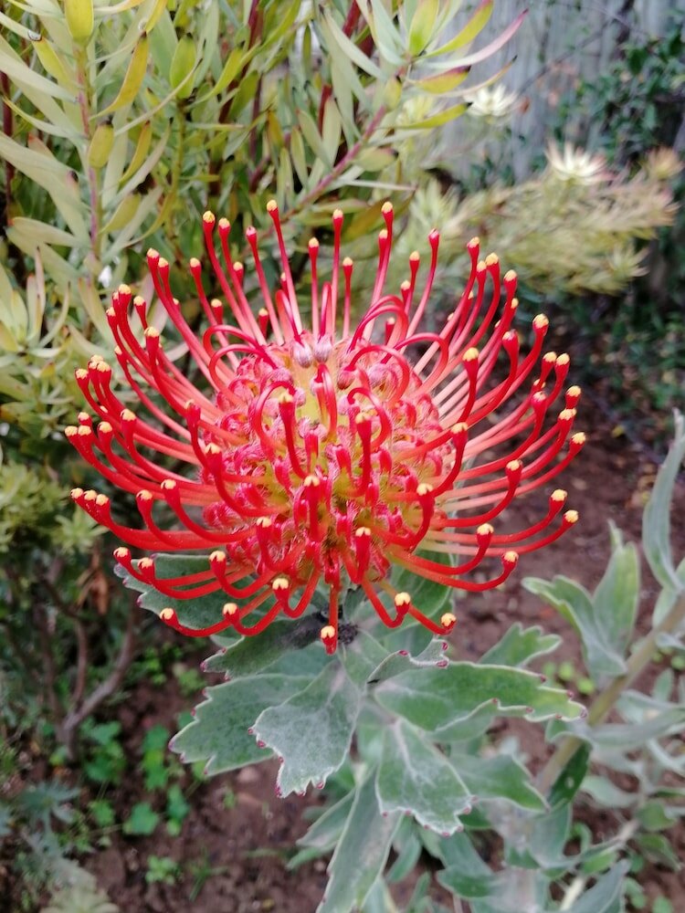 Фото Elephants Footprint Lodge