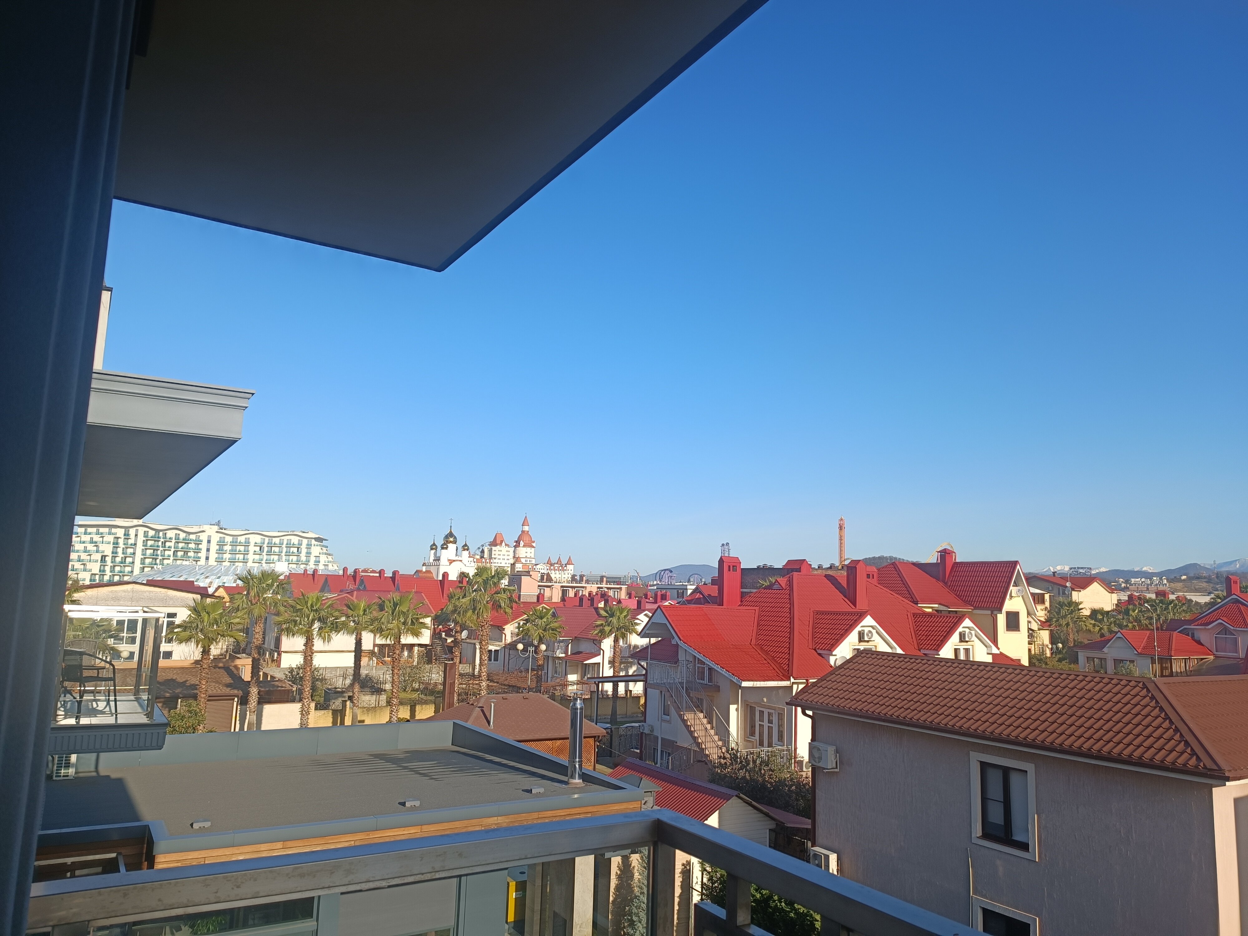 Фото Две оливы