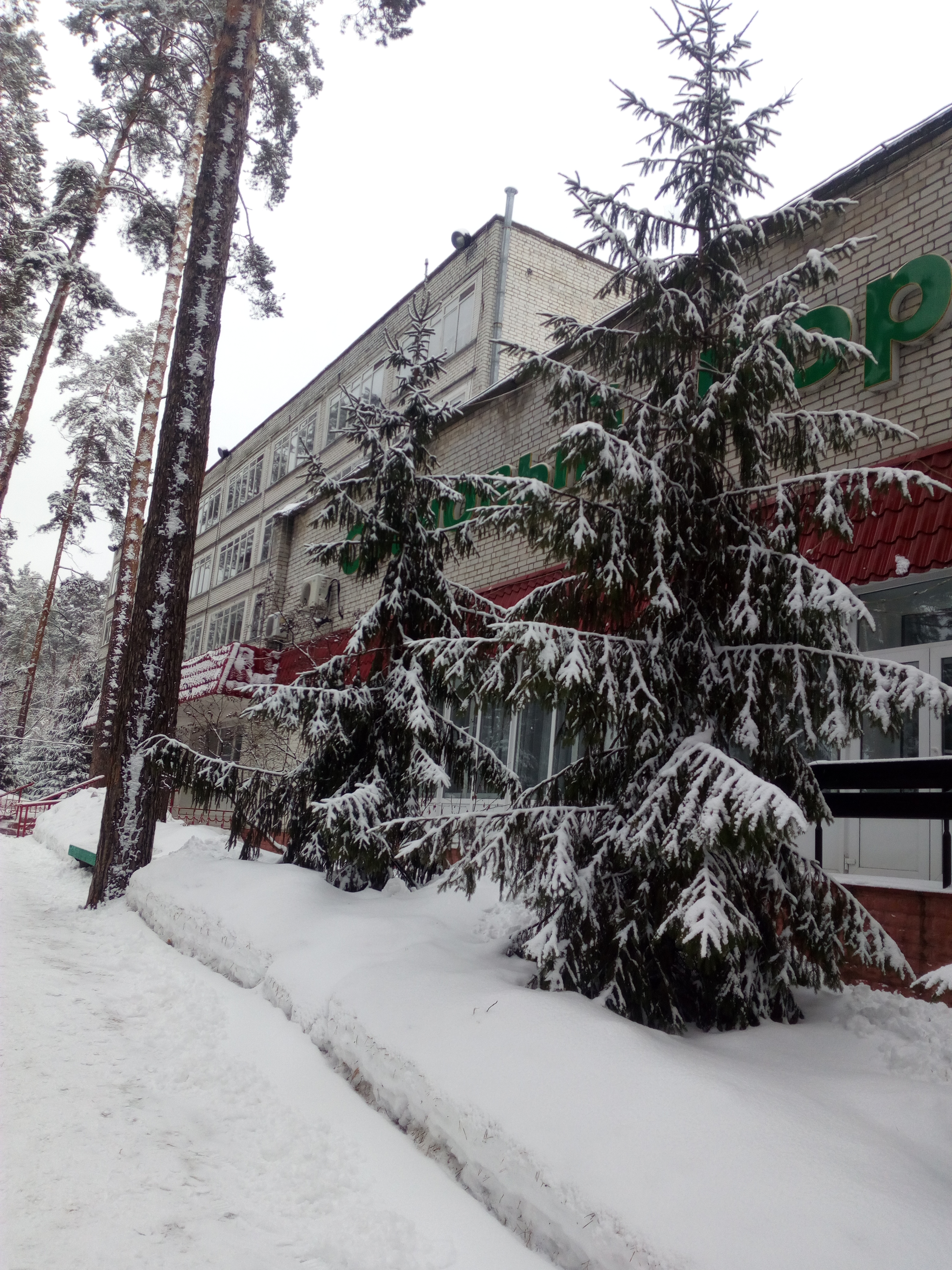 Фото Сосновый бор