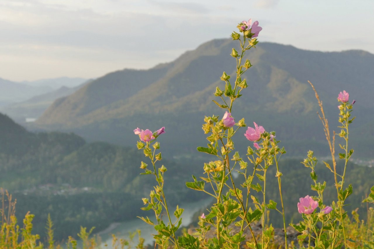 Фото Приют Романтиков