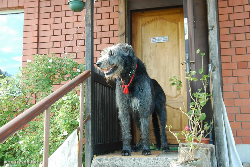Animal nursery Irish Wolfhound kennel Vejgari, Riga, photo