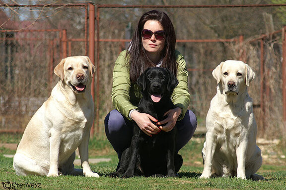 Animal nursery Pitomnik labrador retriverov Sweeten, Moscow, photo