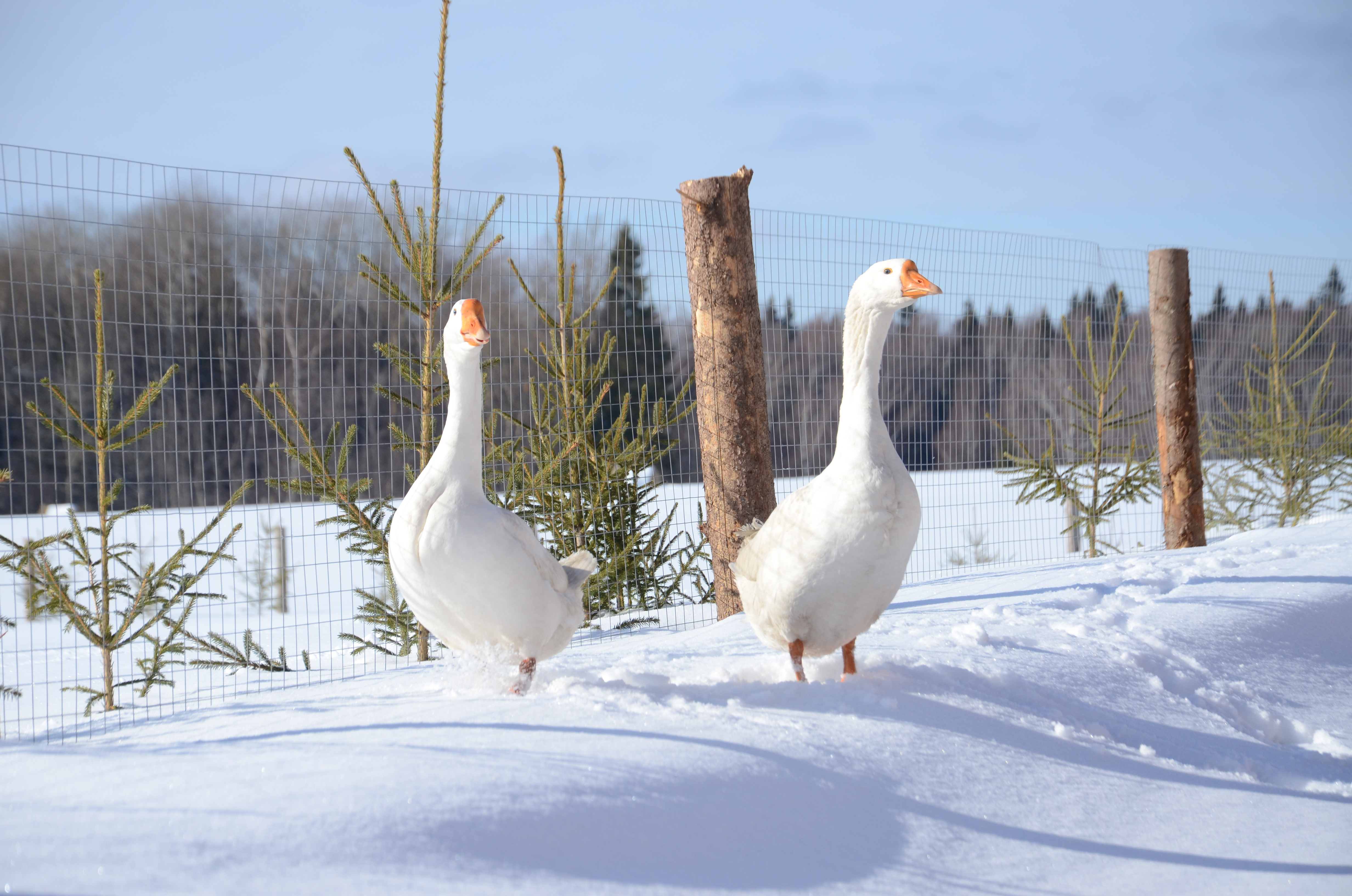 Фото Михайловское угодье