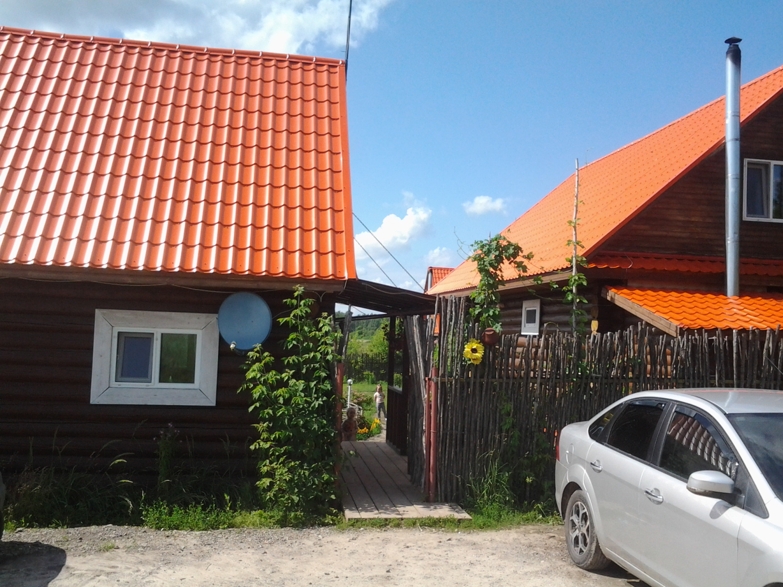 Фото Подсолнух