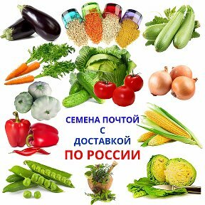 Первый Магазин Семян Почтой