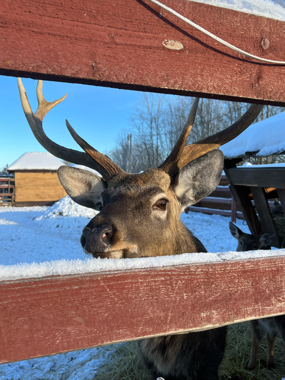 Фото Эко деревня Печки-Лавочки