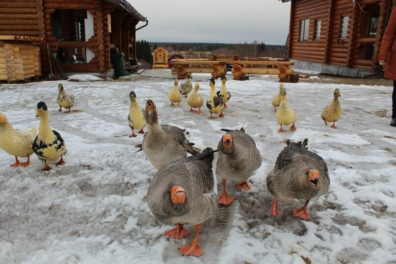 Фото Гостевой комплекс Савапиян