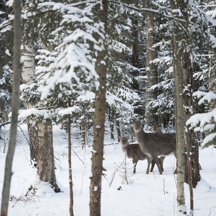 Фото Арт-Усадьба Веретьево