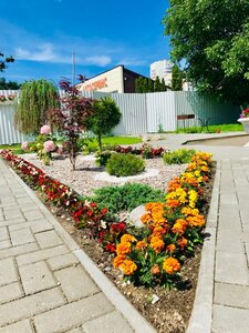 Алина