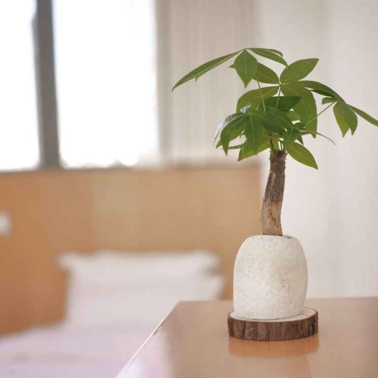 Фото White waltz