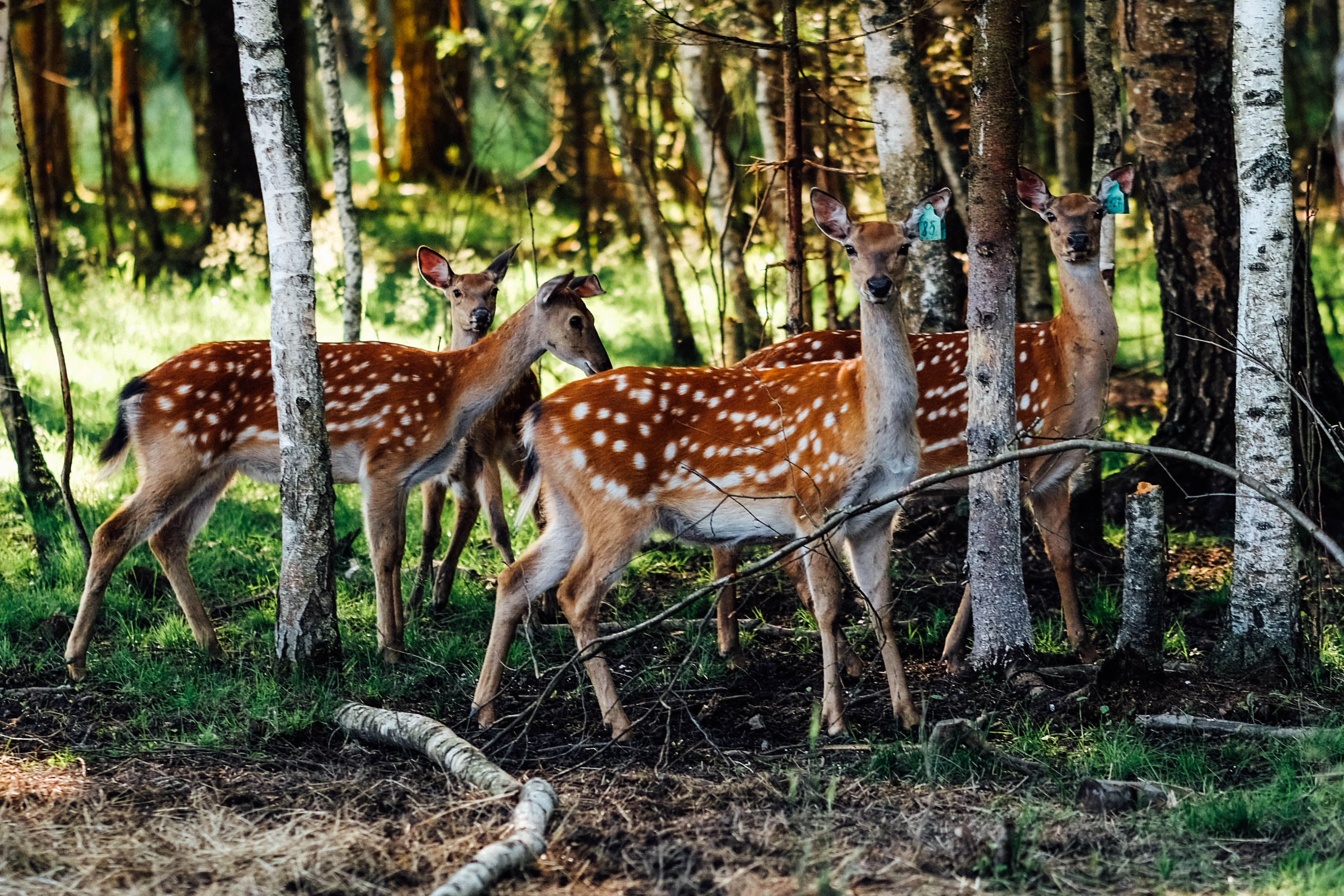 Фото Арт-Усадьба Веретьево