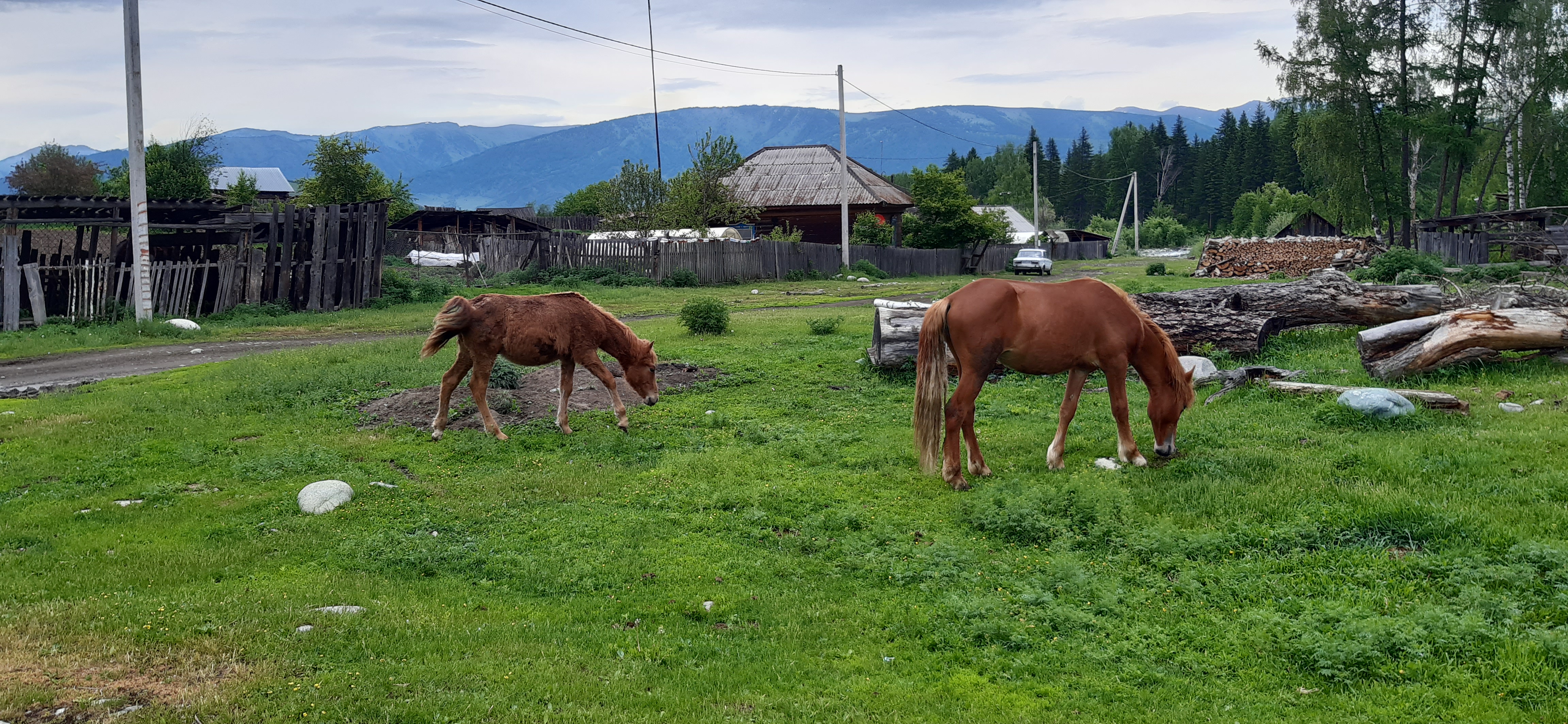 Фото Алтайна