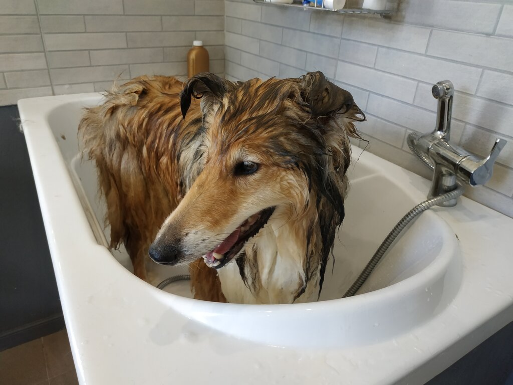 Pet salon Pet SPA Sea, Sevastopol, photo