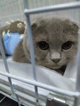 Vzs (улица Руднева, 28) ، عيادة بيطرية