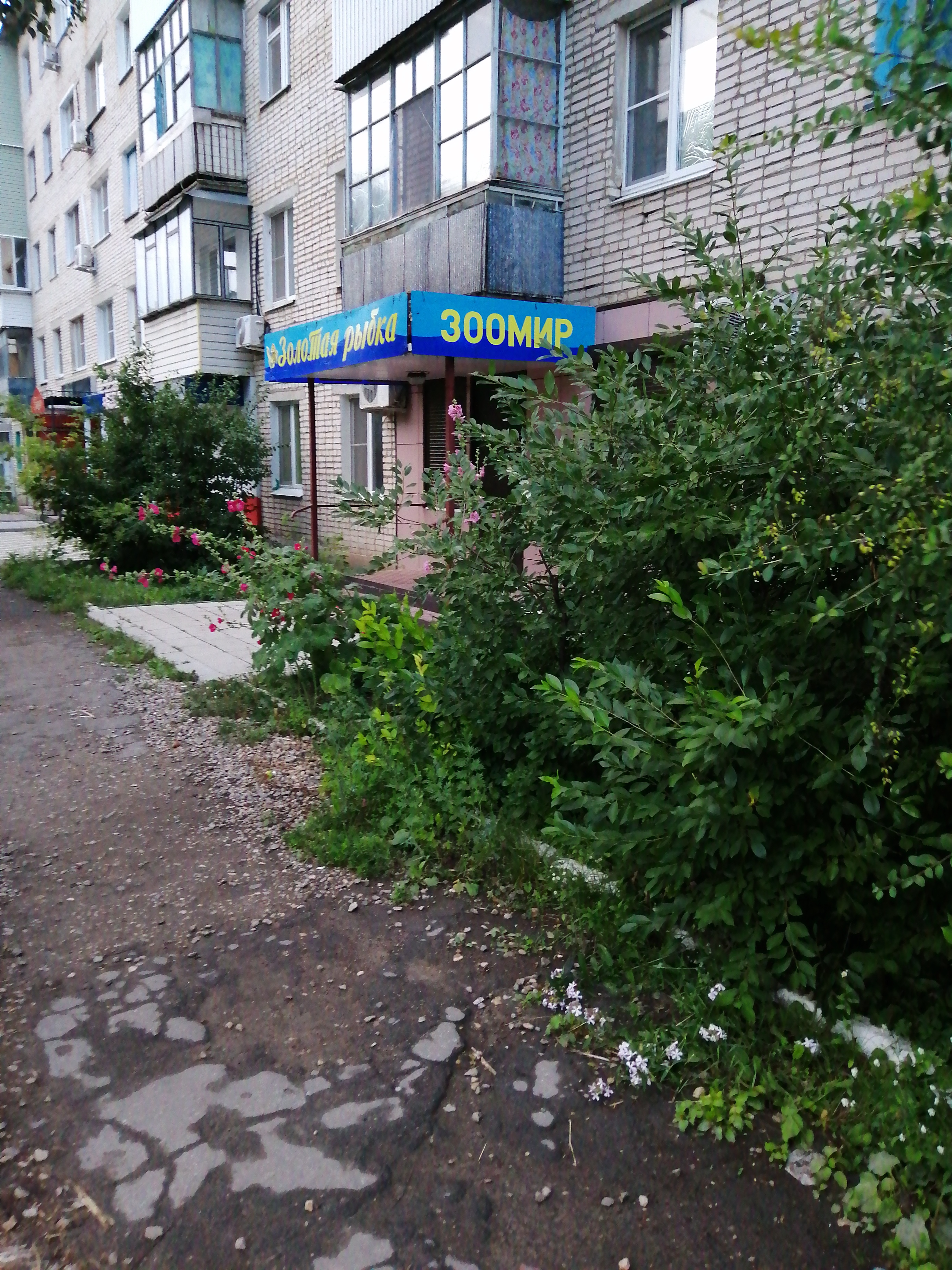 Золотая рыбка ул м горького 32 фото Золотая рыбка, зоомагазин, ул. Горького, 32, Ефремов - Яндекс Карты