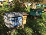 Пасека Конева (Schastlivaya ulitsa, 11А) ، العسل وتربية النحل
