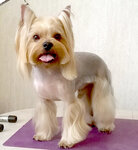 Grooming Art (Lenina Street, 120), pet salon